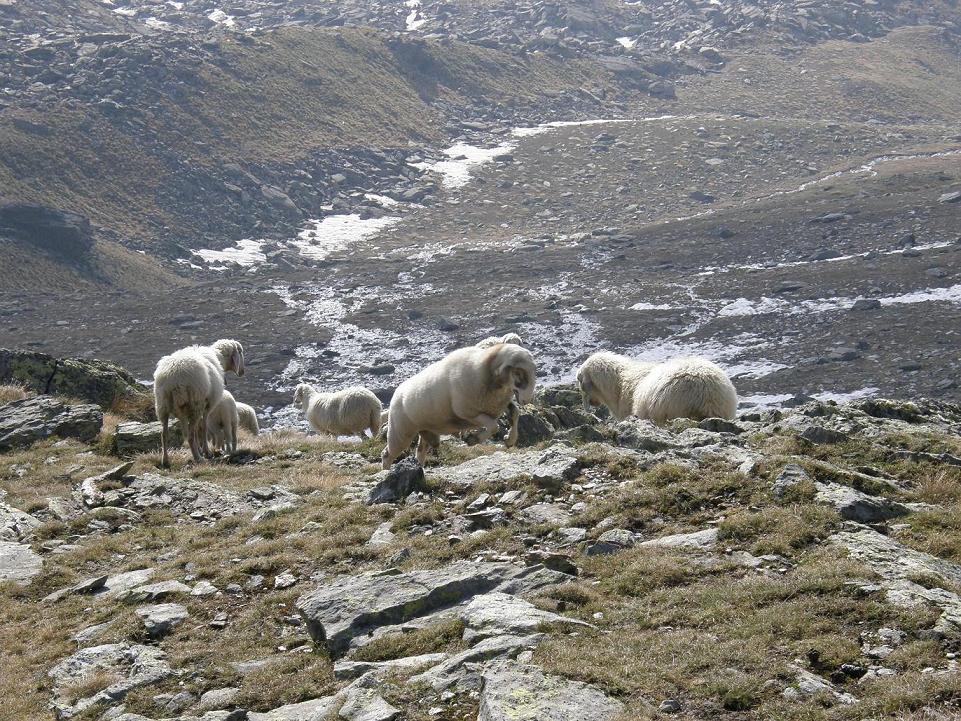 Tra un cervo e uno stambecco: pecore, capre e caproni.